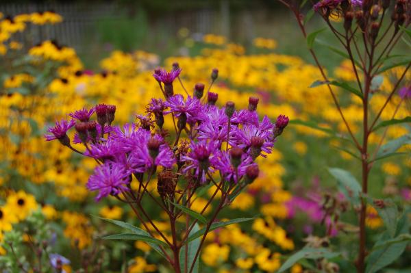 Vernonia crinita I Vernonie